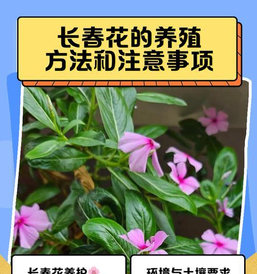 花叶蔓长春花的养殖要点是什么？