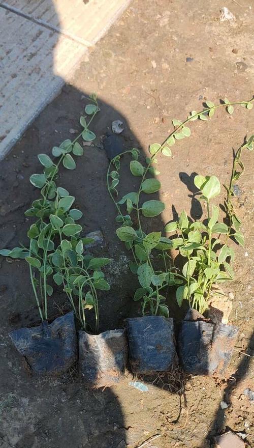 花叶蔓长春花的养殖要点是什么？
