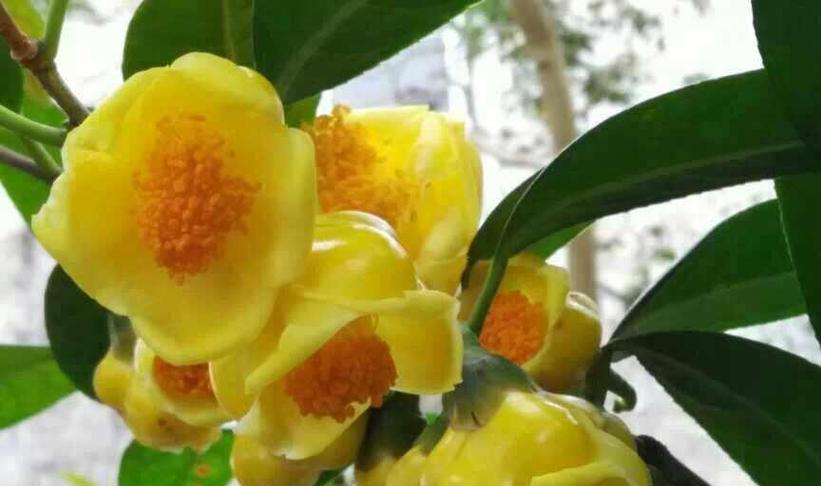 粉皇后的养殖要点是什么？如何让粉皇后茁壮成长？