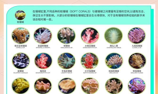 珊瑚植物的养护和喂养技巧是什么？