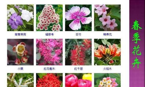 不同花卉的识别方法是什么？怎样快速分辨各种花卉？
