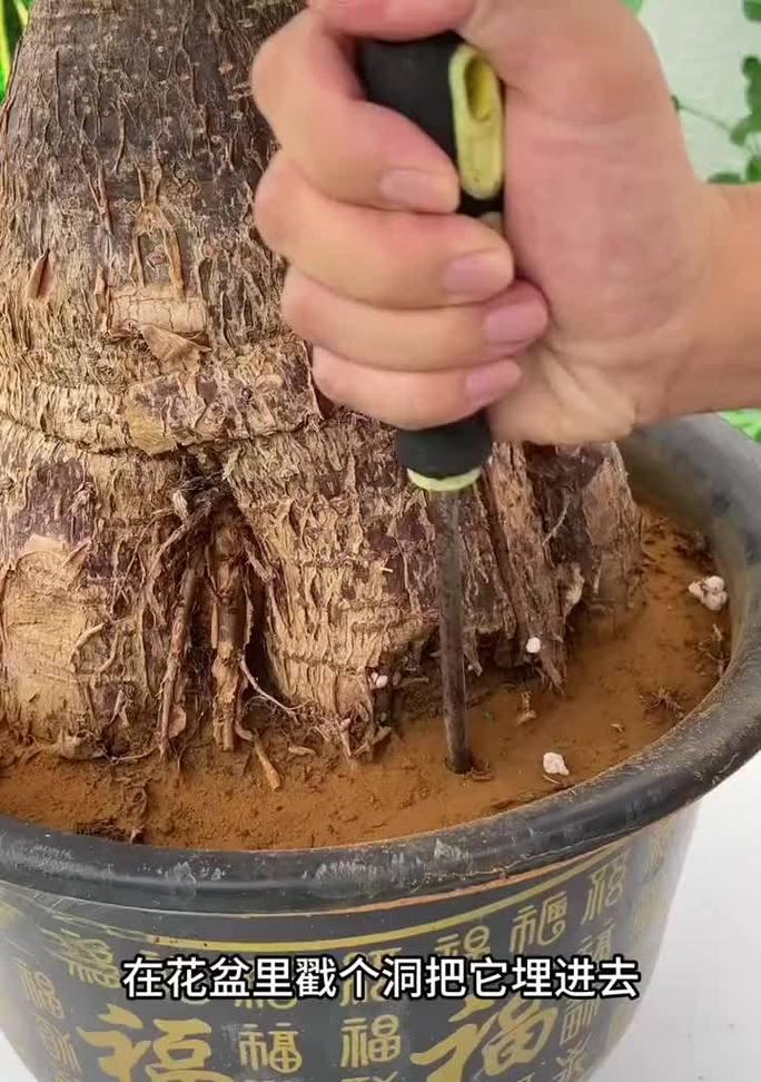 杜鹃花浇水的正确频率和技巧是什么？