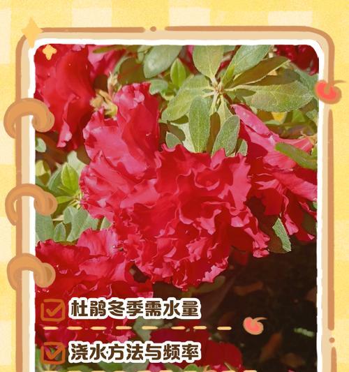 杜鹃花浇水的正确频率和技巧是什么？