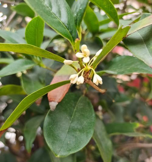 丹桂开花时间表？丹桂的花期是什么时候？