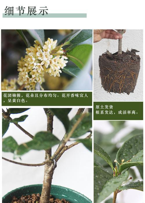 丹桂开花时间表？丹桂的花期是什么时候？