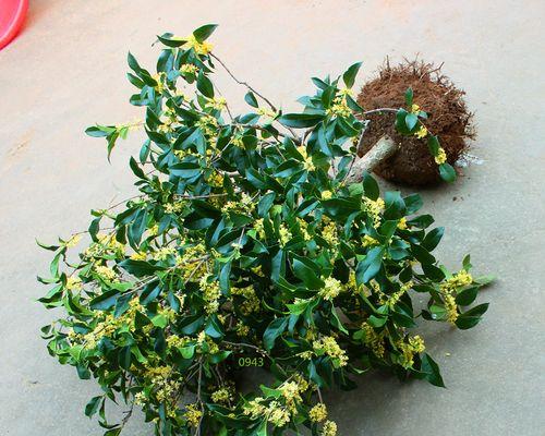 丹桂开花时间表？丹桂的花期是什么时候？