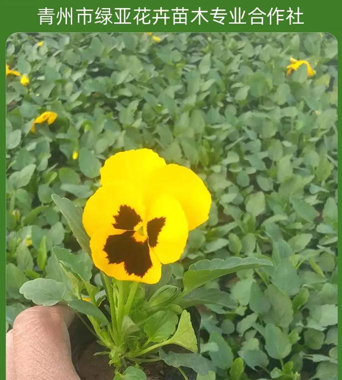 识别花草有哪些简单方法？如何区分常见的花卉品种？