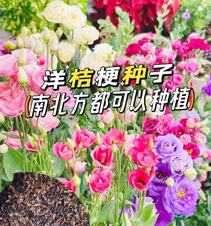 洋桔梗用什么土种植效果最佳？
