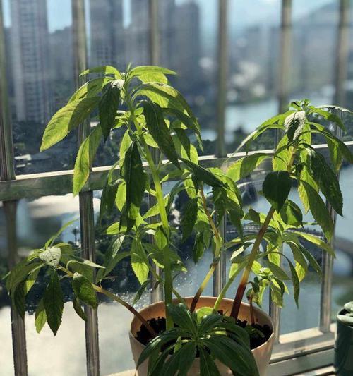 花水浇大了怎么办？如何处理和预防？