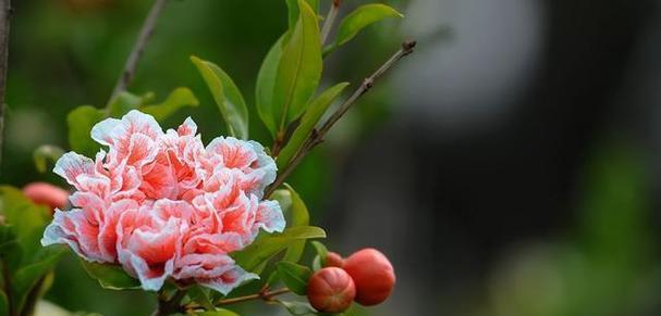 石榴花授粉的最佳时机和方法是什么？