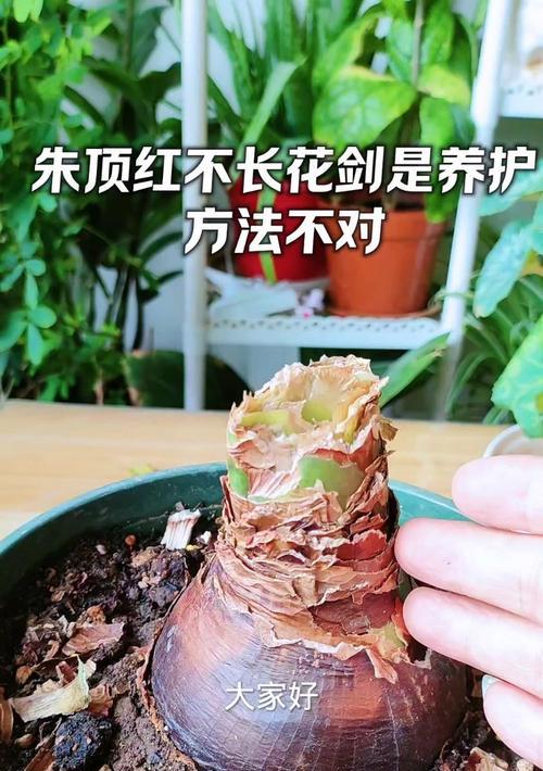 对对红的养护方法有哪些？