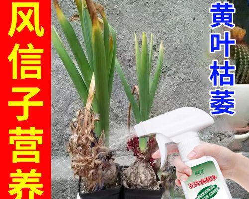 风信子叶子发黄怎么办？可能的原因和解决方法是什么？