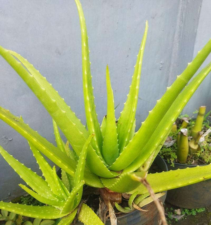 芦荟种子发芽的条件和步骤是什么？