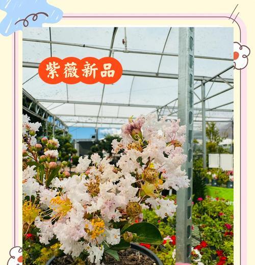 紫薇品种众多，哪个品种最值得种植？