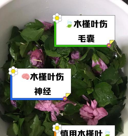 木槿的叶子为什么卷了？叶子卷曲的原因及防治方法是什么？