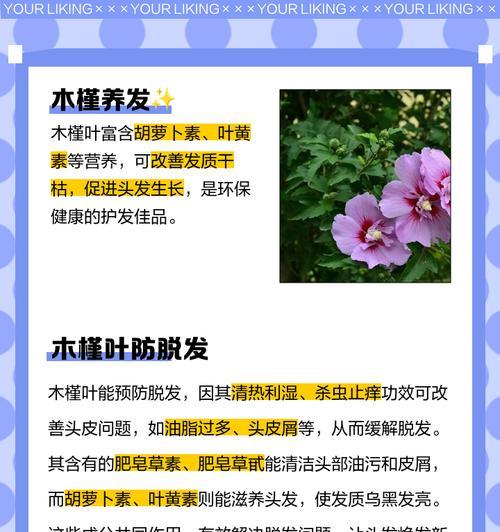 木槿的叶子为什么卷了？叶子卷曲的原因及防治方法是什么？