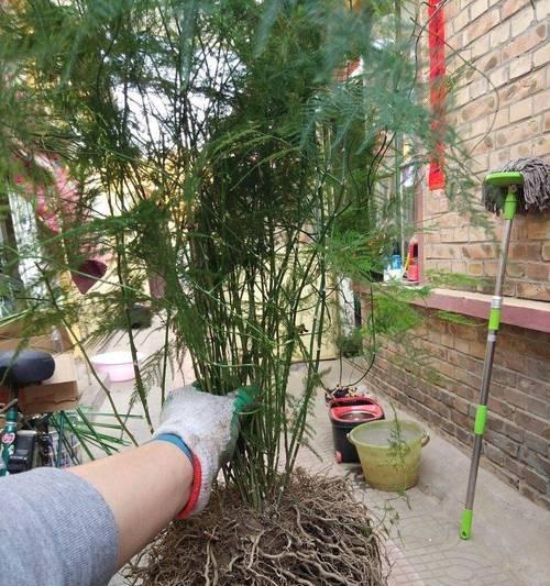 文竹长得太高怎么办？如何控制文竹的高度？