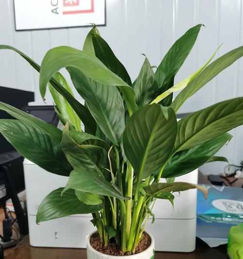 哪些植物能有效吸收雾霾？室内净化空气的绿植选择？