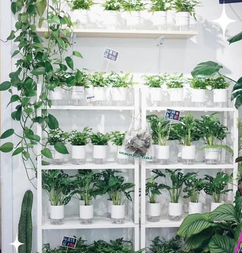 哪些植物能有效吸收雾霾？室内净化空气的绿植选择？