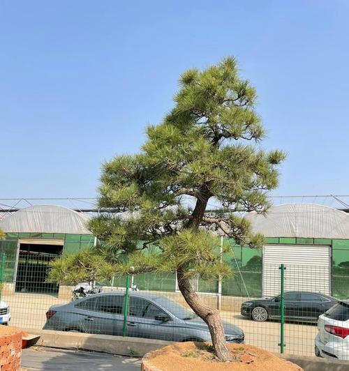 黑松盆栽适合哪种土壤？
