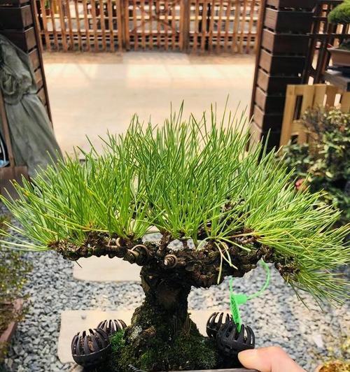 黑松盆栽适合哪种土壤？