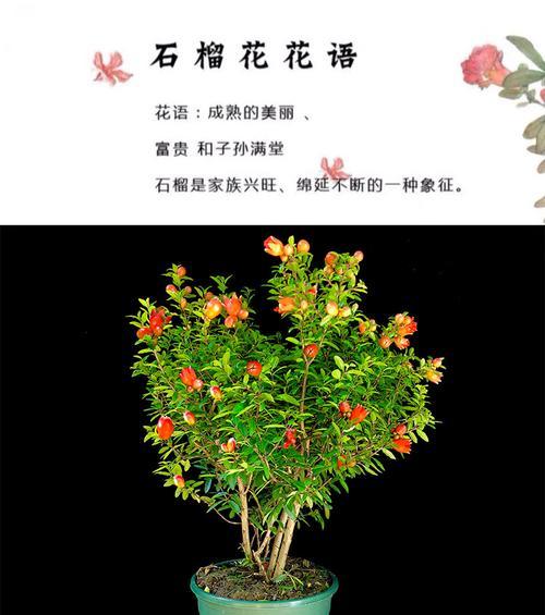 石榴花有哪些用途和意义？它在园艺中如何应用？