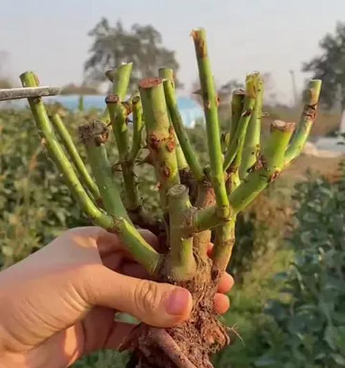 种植玫瑰花应该使用哪种土壤？