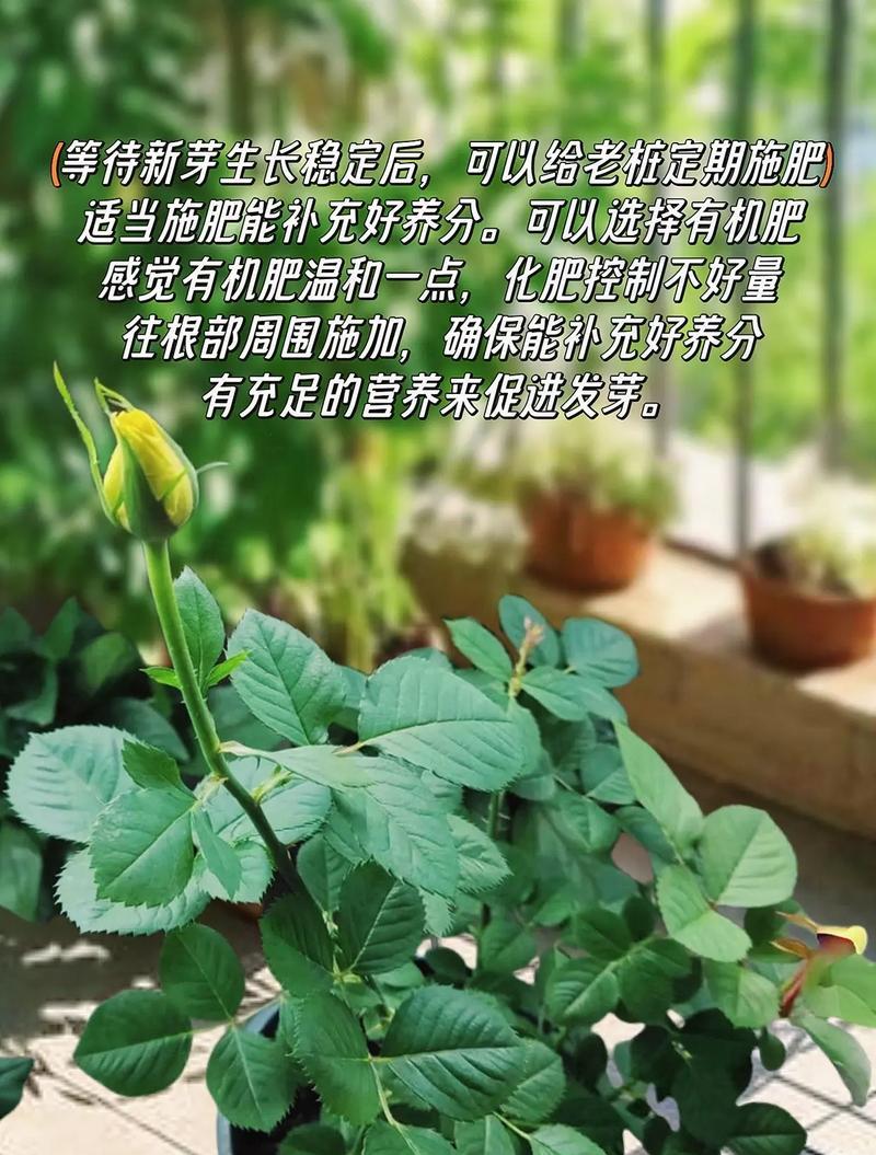 种植玫瑰花应该使用哪种土壤？