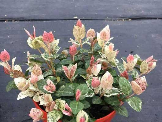 家庭种植花草需要注意哪些问题？
