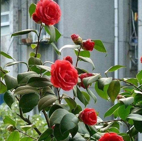 冬季花卉养护的秘诀有哪些？