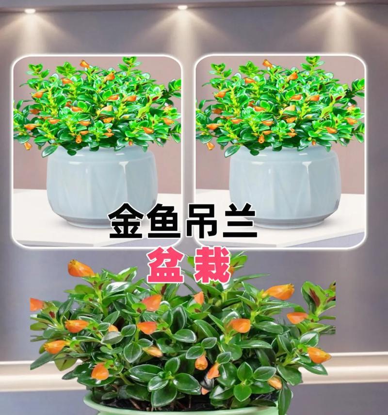 玫瑰吊兰的繁殖方法有哪些？