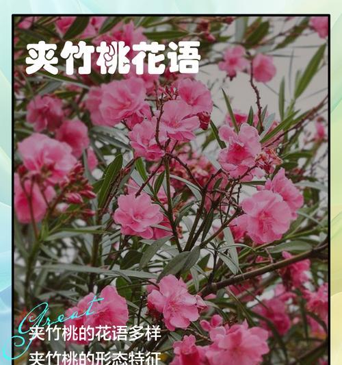 夹竹桃的特征是什么？