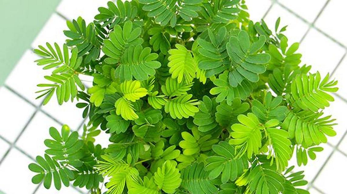 含羞草的种植技巧和注意事项是什么？