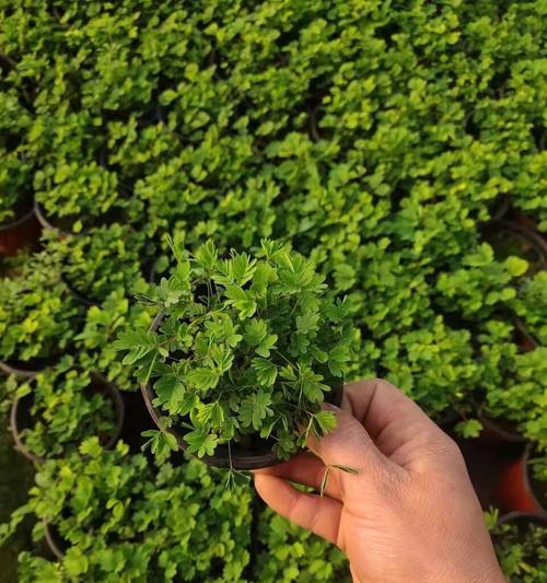 含羞草的种植技巧和注意事项是什么？