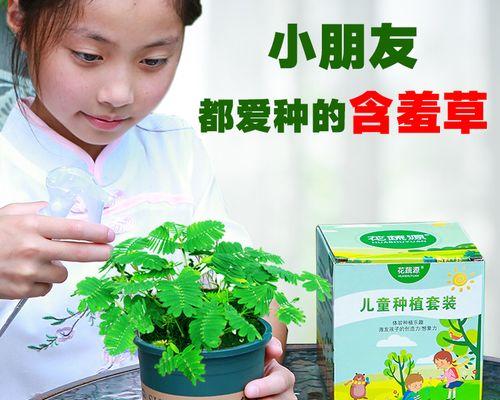 含羞草的种植技巧和注意事项是什么？
