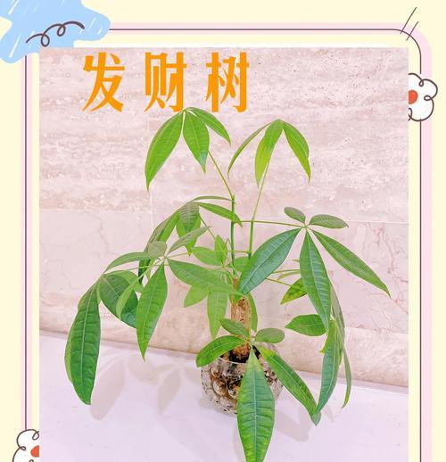 发财树有哪些种类？它们各自有什么特点？