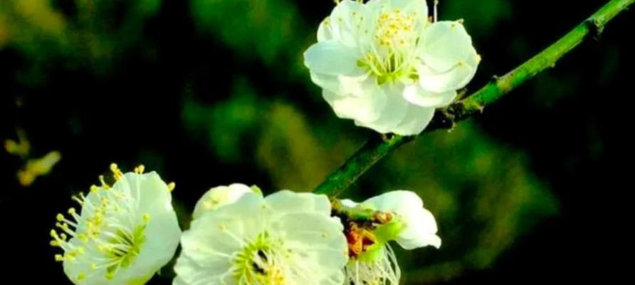 梅花的种植和养护技巧是什么？如何让梅花在春季绽放？