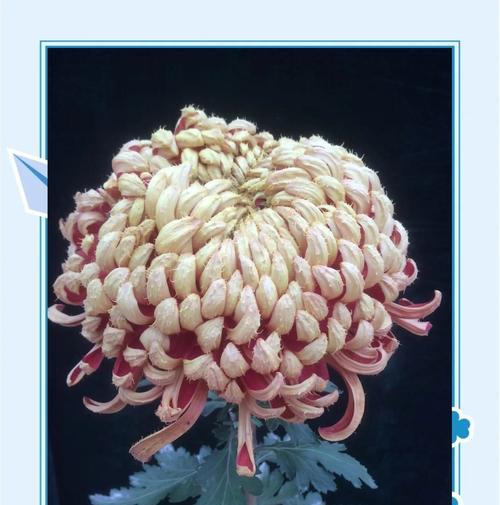 菊花有哪些品种名称？如何区分不同菊花品种？