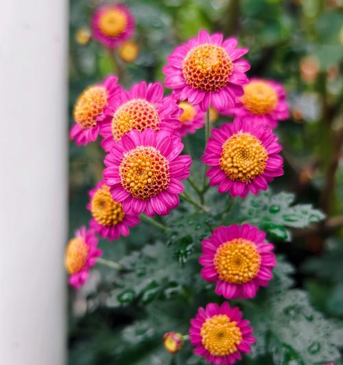 菊花有哪些品种名称？如何区分不同菊花品种？