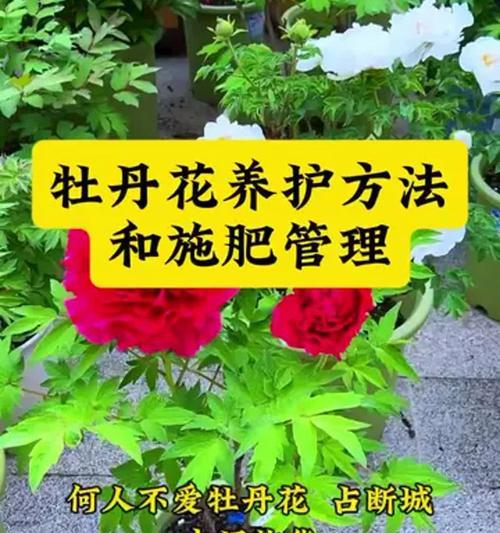 牡丹施肥的正确方法是什么？牡丹施肥需要注意什么？
