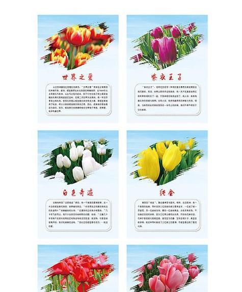 郁金香的花语和象征意义是什么？
