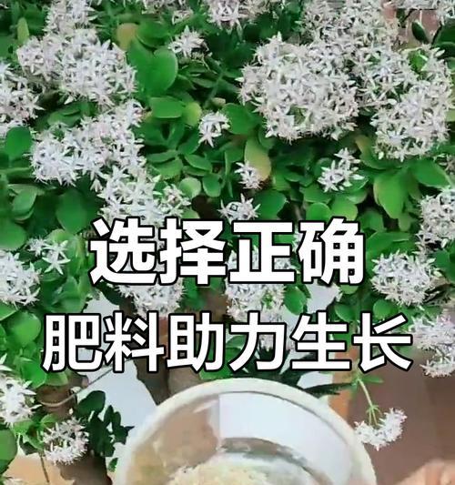 盆栽植物施肥技巧是什么？如何正确给盆栽植物施肥？
