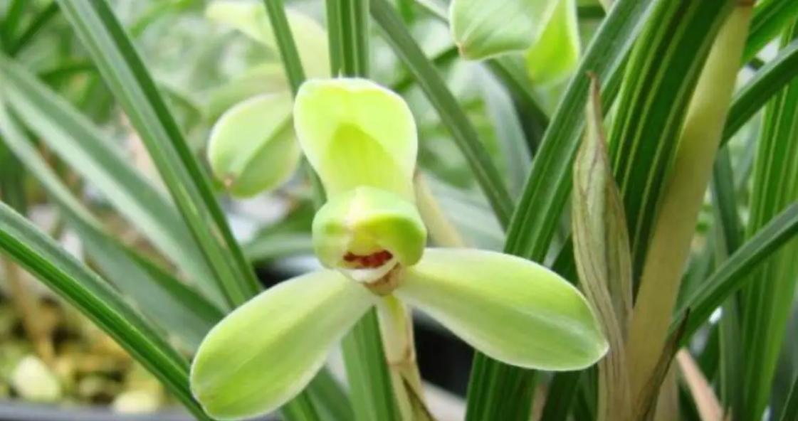 兰草的花有哪些？它们的花期和养护要点是什么？