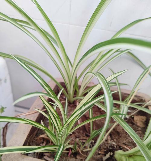 兰草的花有哪些？它们的花期和养护要点是什么？