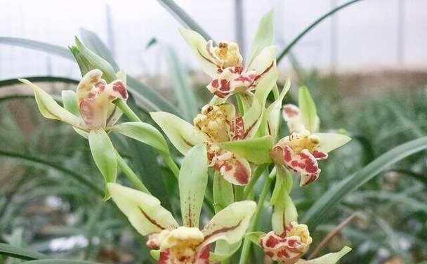 兰草的花有哪些？它们的花期和养护要点是什么？