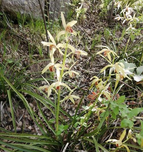 广东有哪些野生兰花品种？如何保护和种植广东野生兰花品种？