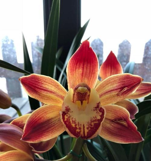 广东有哪些野生兰花品种？如何保护和种植广东野生兰花品种？