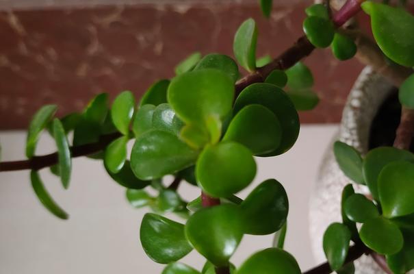 金枝玉叶花的养殖技巧有哪些？怎样防止叶片变黄？