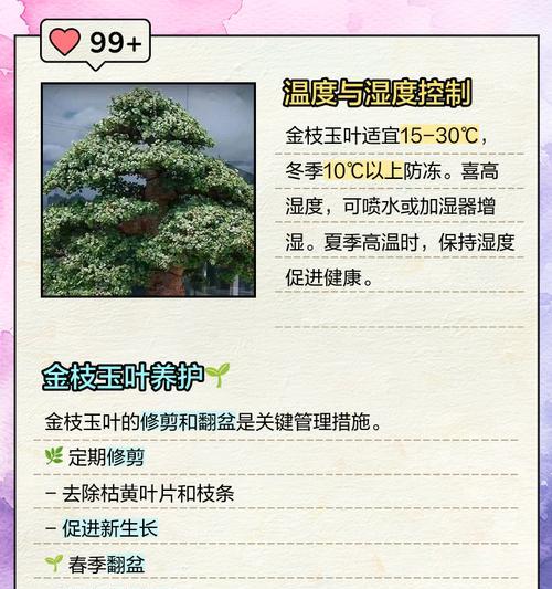 金枝玉叶花的养殖技巧有哪些？怎样防止叶片变黄？