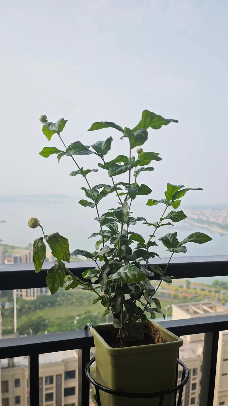 茉莉枯萎后的挽救措施是什么？